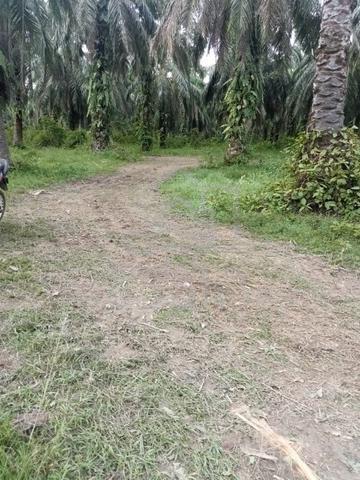 Land in Langkap, FREEHOLD Agricultural Oil Palm for Sale, 7.47 Acre 1