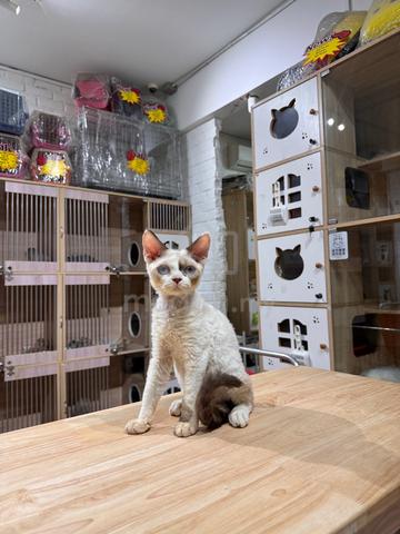 seal bicolour Devon Rex can send Singapore - photo 4 of 5