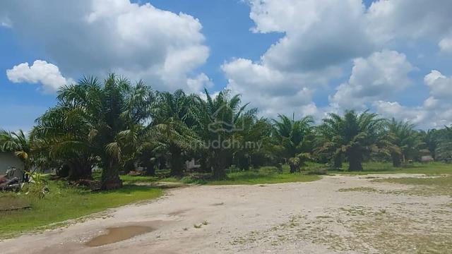 Palm oil Plantation at Setiawan Perak for sale 1
