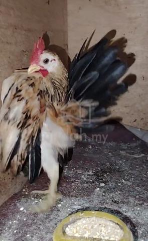 Ayam serama - photo 2 of 2