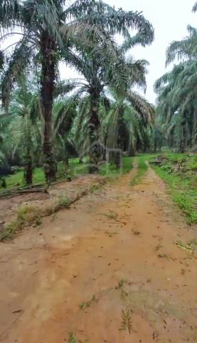 Negeri Sembilan Tampin Agricultural Freehold Land For Sale 1