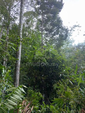 Tanah Dusun Siap Berbuah dan Kebun Getah Untuk Dijual 5
