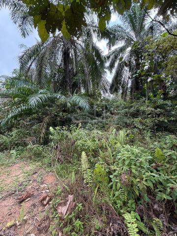 Tampoi main road land sale 1