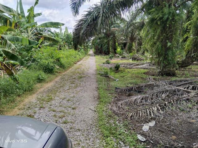 Pontian 18.75 Acre Agricultural Oil Palm Land  1