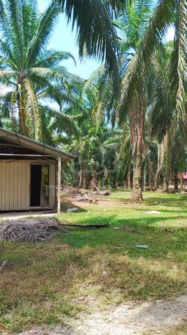 tanah ada sawit hendak dijual 1