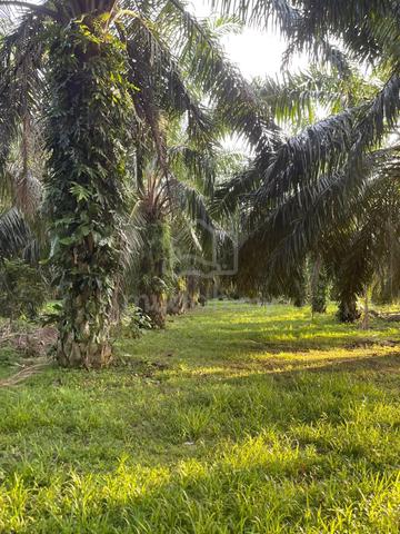 6 Ekar Tanah Kelapa Sawit Temai Seberang Pekan Pahang 1