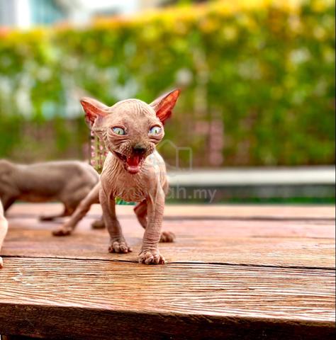 Pointed Sphynx Kitten - Pets for sale in Johor Bahru, Johor