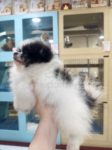 Panda Pomeranian Boy - photo 2 of 2