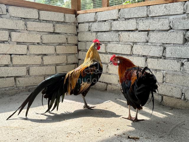 Ayam Pheonix & Yokohama - photo 3 of 4