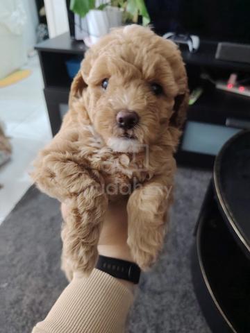 toy poodle  - photo 2 of 2