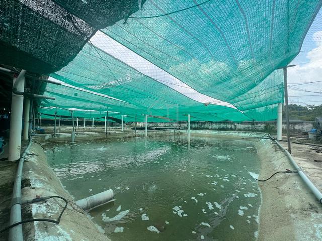 Fishing Farm 27000sf Swiftlet Nest BEDONG Kedah ALL SYSTEM READY 1