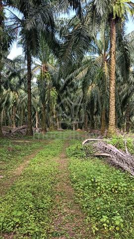 Padang Maha, Kulim Agriculture land for Sale 1