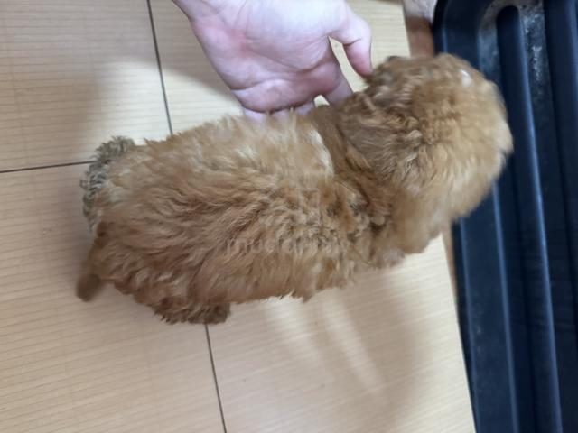 Pure Toy Poodle Brown - photo 5 of 6