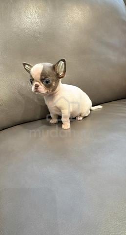 Chihuahua ~11 - photo 2 of 5