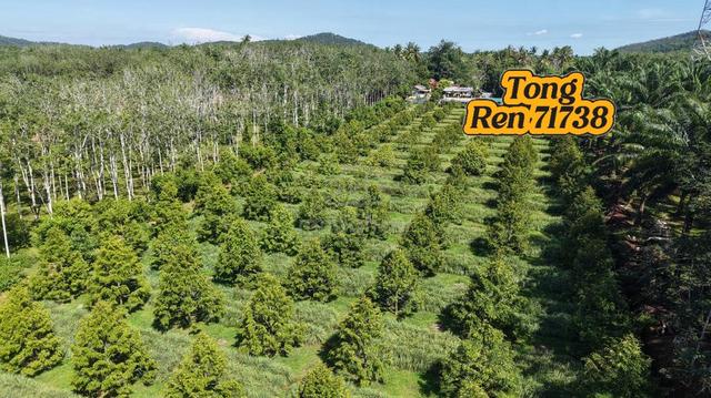 Kedah Pendang > Durian Farm For Sale 1