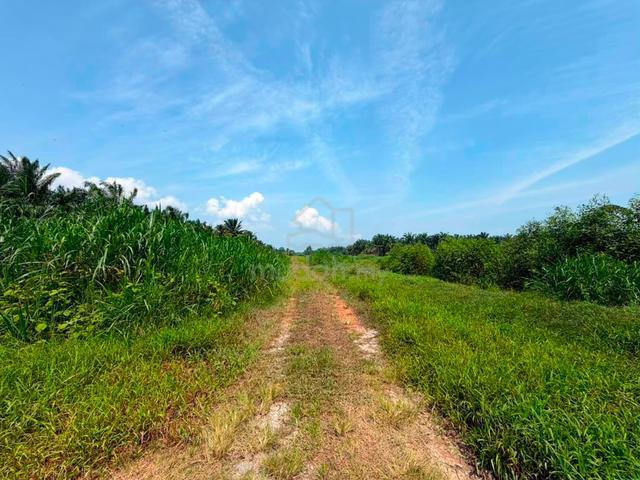 Pontian / Benut 5.5 acres Agriculture Land 1