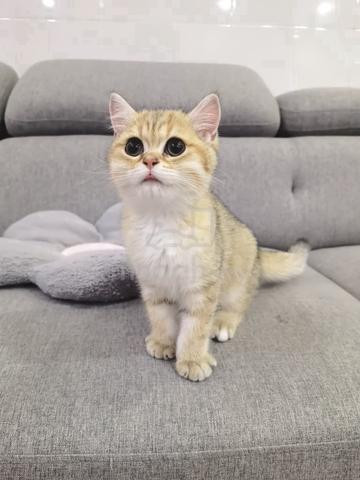 BSH British shorthair golden color kitten - photo 4 of 5