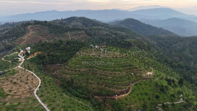 Kulim Durian Mountain For Sale | Junjong 1