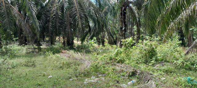 Ladang Kelapa Sawit - Palm Oil Plantation in Kuala Pilah, N.Sembilan. 1