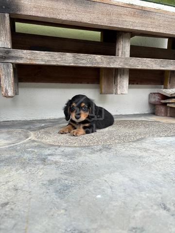 Long Coat Mini Dachshund Puppy - photo 2 of 2