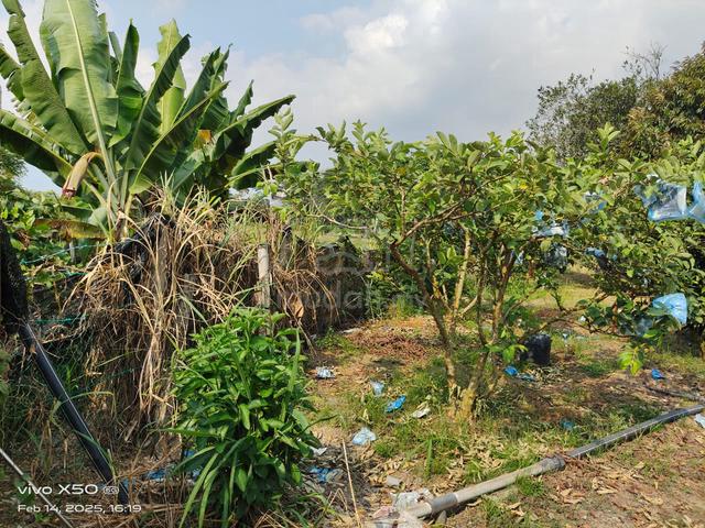 Kuala Sawah, Agricultural Land, Kuala Sawah, Rantau, Seremban, N9 4