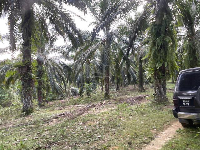GERAN FREEHOLD💯 2.95 EKAR‼️ Tanah Pertanian Kg Sg Rambutan, Selama 2