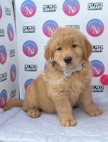 how can you tell what color a golden retriever puppy will be