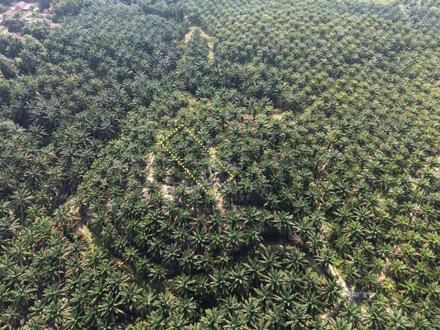 Tanah Pertanian 1 Ekar RTK Bukit Sagu, Kuantan Pahang 1
