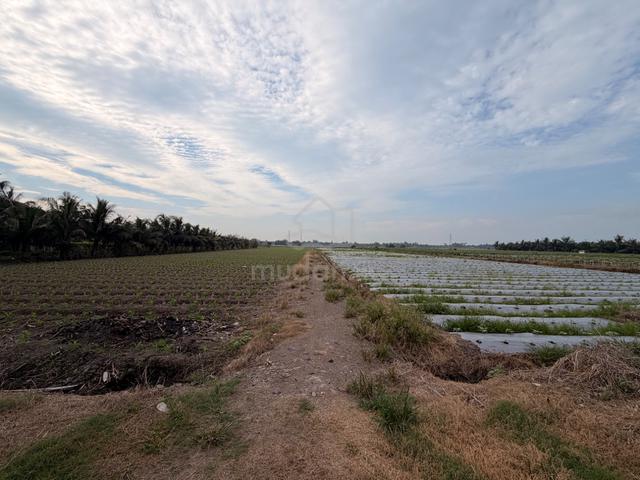 View Cantik Tanah Pertanian Tepi Jalan Tar Tali Air 1, Sungai Burong 1