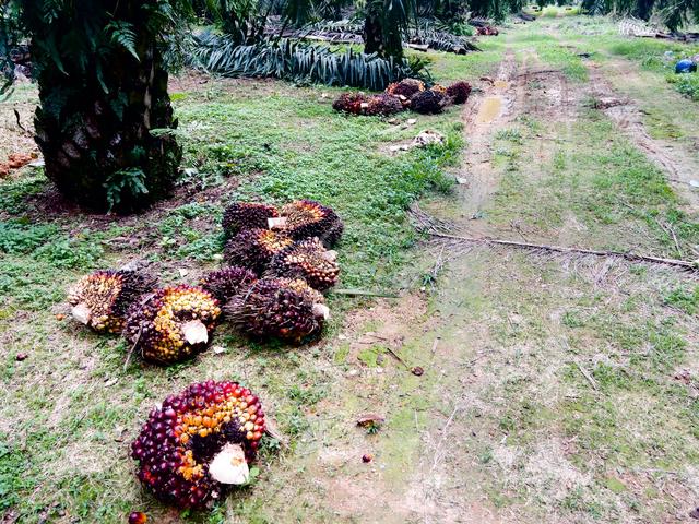 20 Acre Agri Land with 8 yrs Oil Plam Trees-Ready Income at Linggi 1