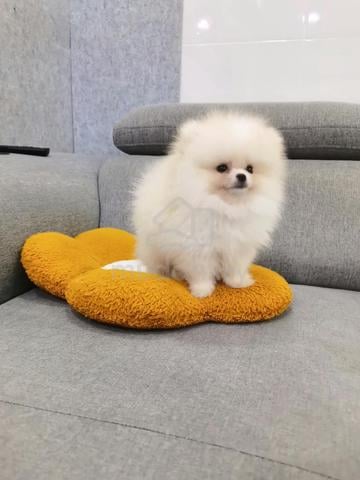 Tiny Pomeranian puppy - photo 4 of 5