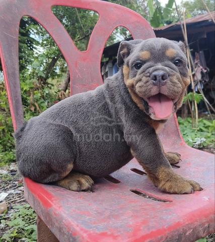 English bulldog puppy pet dog boy girl E786 - Pets for sale