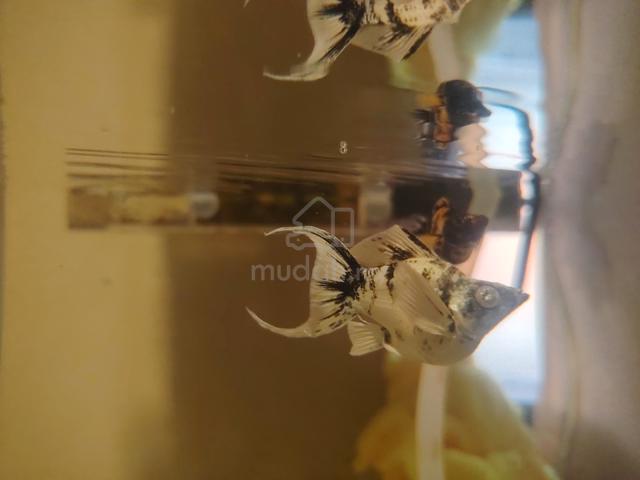 Carousel Image