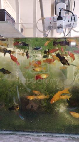 Carousel Image Selected