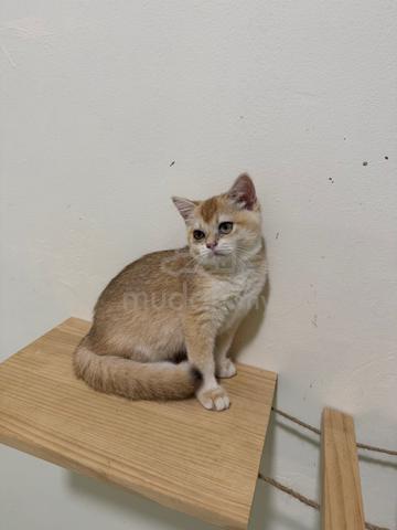 bsh golden - photo 2 of 4