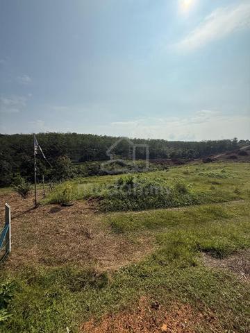Tanah Kebun Durian Black Thorn 1