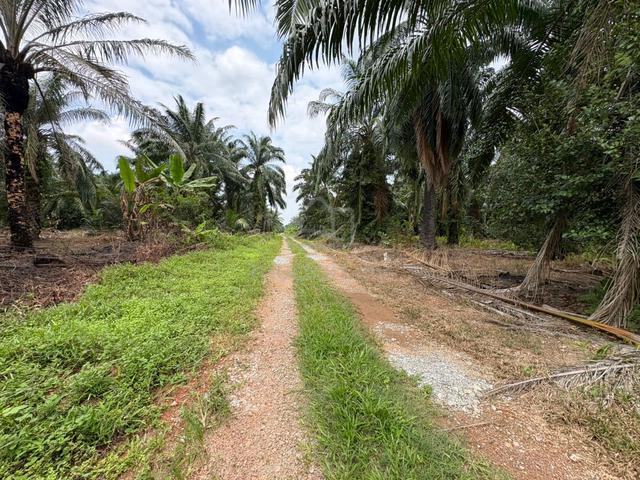CHEAPEST 5 Acre Agriculture Land🚨Sijangkang Telok Panglima Klang!Sale 1