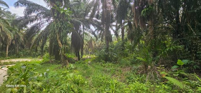 13.52383 acres Palm Oil land at Tapah, Perak 1