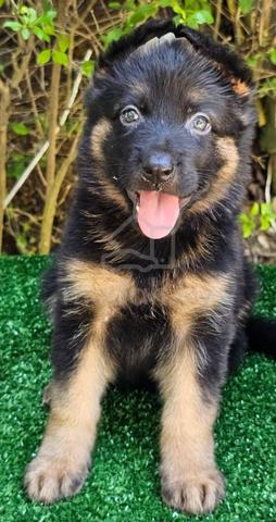 GERMAN SHEPHERD PUPPIES GSD77 - Boy Girl - photo 4 of 4