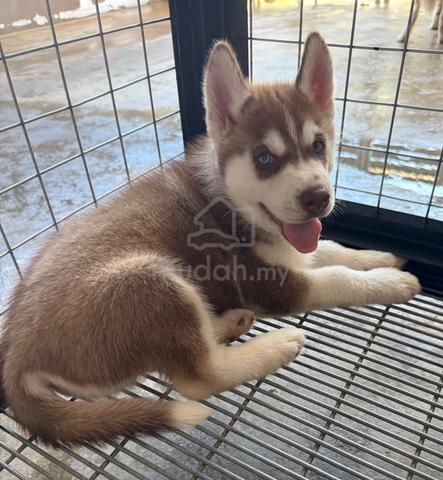 Carousel Image