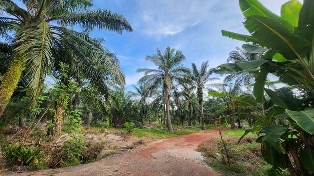 Parit Bunga Tanah Kepala Sawit tepi Sg. Muar for sale 1