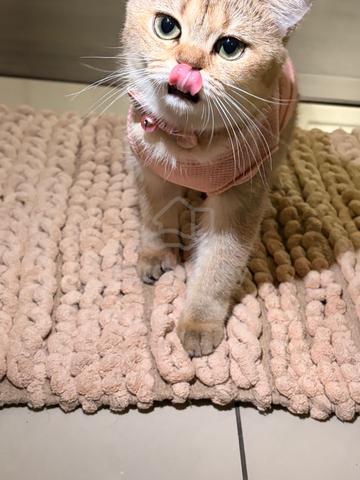 British shorthair - photo 4 of 6