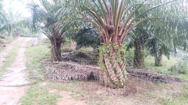 Palm oil, 7 years, freehold, Rembau, Negeri Sembilan 1