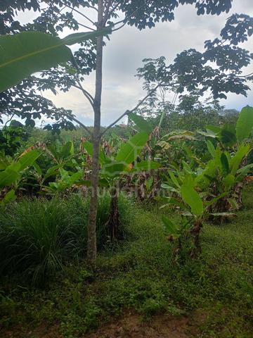 Dijual 1/3 Hak Milik Tanah Kebun Getah & Durian Gerik 1