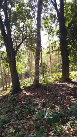 Tanah Kebun Berbaloi Di Kedah 3