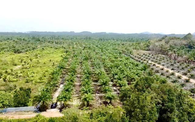 Pekan Nanas Agricultural Land For Sale 1