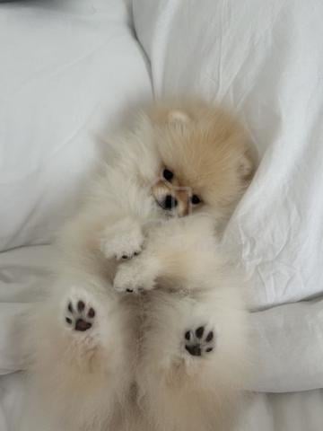Carousel Image Selected