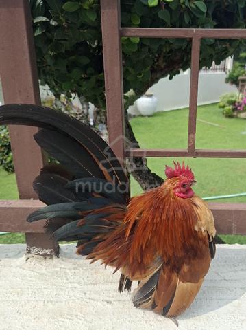 Ayam Serama  - photo 3 of 6