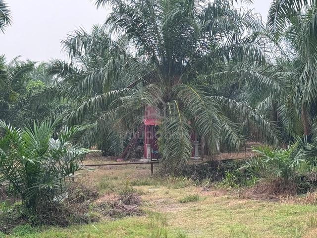 Tanah sawit 1