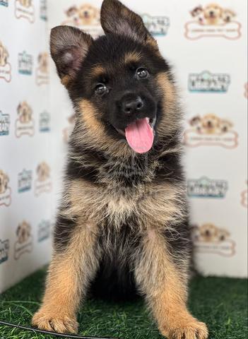 German Shepherd - photo 5 of 6
